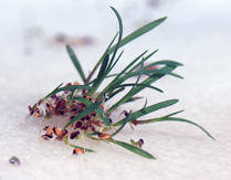 seed paper lovegrass sprouting